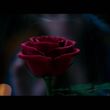 EmmaWatsonFan-dot-nl_2017ABCNews0394.jpg