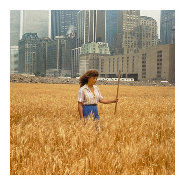 19 oktober: •Wheatfield - A Confrontation: Battery Park Landfill, Downtown Manhattan•
We love Agnes. ♥️ Agnes Denes is a renowned Hungarian-American earthwork artist who creates trailblazing artwork tackling issues like global warming and economic inequality. In the summer of 1982, she planted a wheatfield in a landfield created after the construction of the Twin Towers. "Wheatfield was a symbol, a universal concept; it represented food, energy, commerce, world trade, and economics. It referred to mismanagement, waste, world hunger and ecological concerns. It called attention to our misplaced priorities - Agnes Denes."
