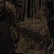 EmmaWatsonFan-dot-NL-ColoniaDignidad4065.jpg